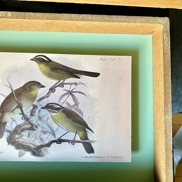 Vintage Style Framed Bird Art Illustrations Set, 2 Piece - Picture 3 of 12